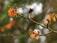 Hamamelis Orange Peel 2015 02 07 3192
